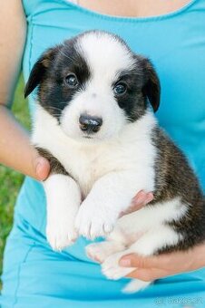 Welsh Corgi Cardigan