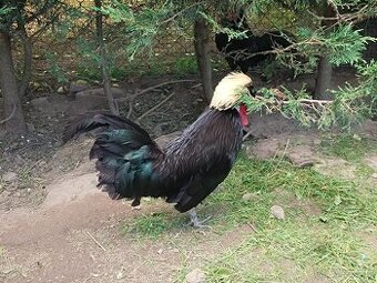 Kohouti hedvábničky a holanďanky