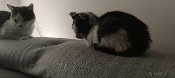 Opuštěné koťátko