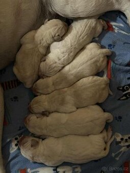 Labradorský retriever s PP
