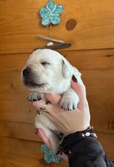 Labradorský retriever s PP