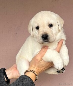 Labradorský retriever s PP