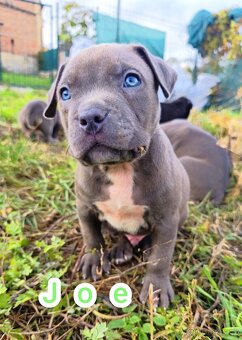 Štěňata American Bully XL/XXL