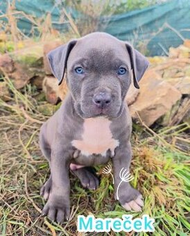 Štěňata American Bully XL/XXL