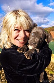 Štěňata American Bully XL/XXL