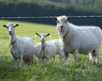 Prodám kozla s POP