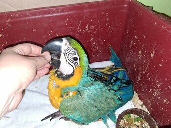 Ara ararauna samec 2025