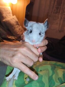 Činčila-Rezervace do 1.11.