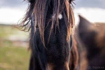 REZERVACE- Welsh Cob klisna 3 roky