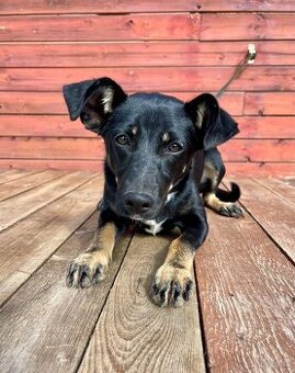 LESSI - štěně, fenečka 5 měsíců