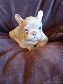 Francouzský buldoček