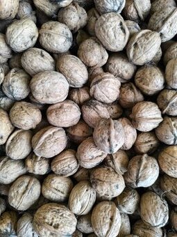 Vlašské ořechy vysušené neloupané