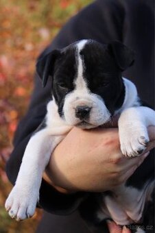 Americký stafordšírský teriér s PP fenka 2