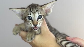 Orientální kote Oneiros Marbleficent s PP