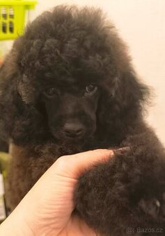 Pudl trpasličí s PP