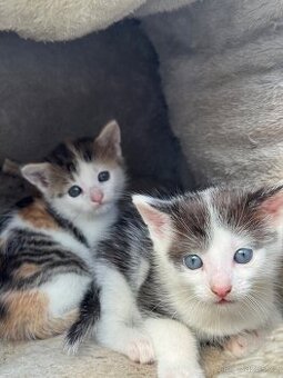 Koťátka