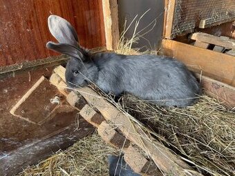 PRODÁM 75 % KŘÍŽENCE S BELGICKÝM OBREM MODRÝM