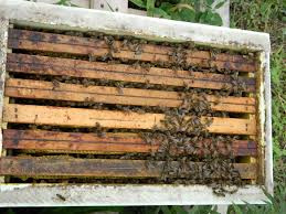 Vyzimované včelí oddělky