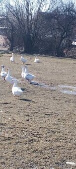 Husí vejce do líhně i posíláme poštou na dobírku