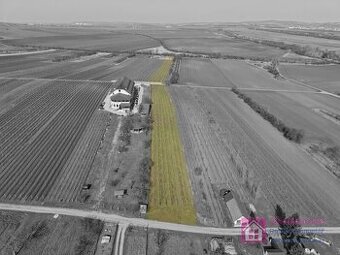 Prodej vinice v Rakvicích