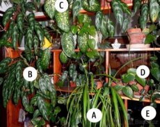 Pok. rostliny: difenbachie, aglaonema, šplhavnice, voskovka - 1