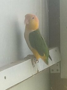 Papoušek na ochočení - amazonek bělobřichý - 3 500,-
