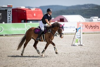 Welšký sportovní pony