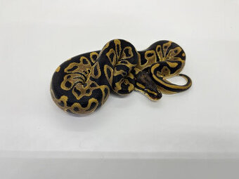 Krajta královská (Python regius)