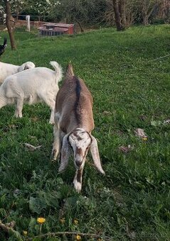 Anglonubijska koza