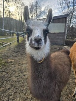 Lama - 1