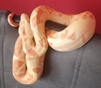 Boa constrictor- Hroznýš královský+terárium