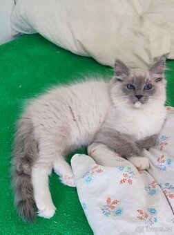 Ragdoll koťátka, kocourci