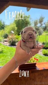 American bully xl s PP- rezervace štěňátek
