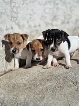 JACK RUSSELL TERIÉR- pejsci na prodej