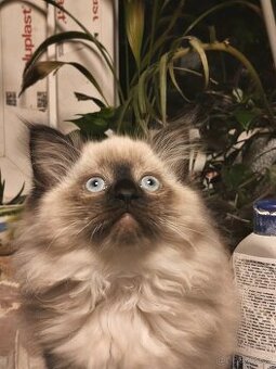 Ragdoll