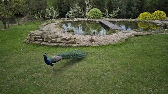 Páv korunkatý modrý