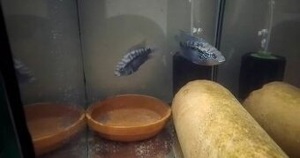 Rocio octofasciata Rio San Juan F1