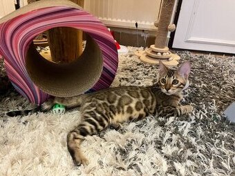 Bengálská kočka - 1