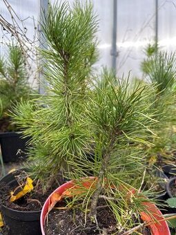 Borovice sibiřská - Pinus sibirica - Sibiřský cedr