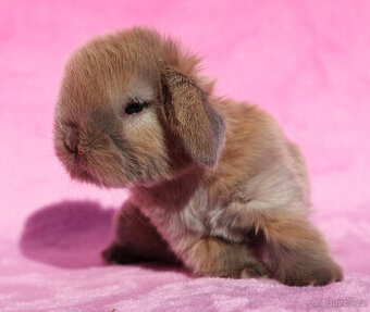 Zakrslí beránci s VP . Samičky .