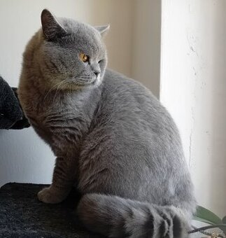 Britský kocour ke krytí