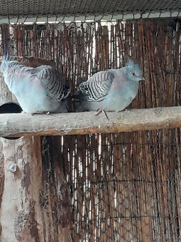 Prodám letošní 1,1 holub chocholatý .