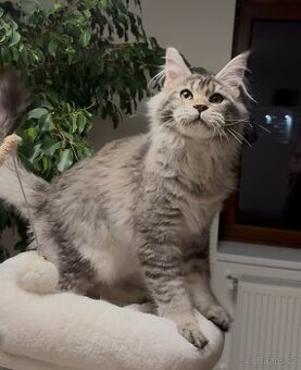 Mainská mývalí s PP