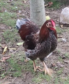 Wyandotka zdrobnělá -  kohouti