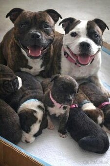 STAFORDŠÍRSKÝ BULTERIÉR