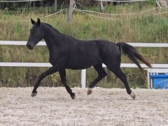 Krásná černá drezurní klisna