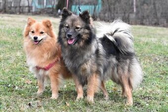 Německý špic střední s PP