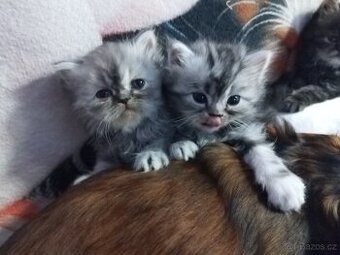Perské koťátka