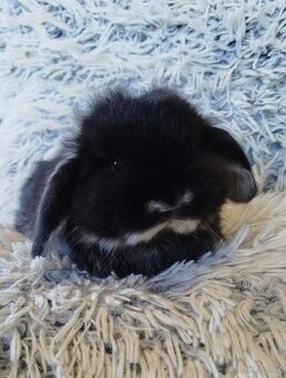 Minilop - anglický zakrslý beránek