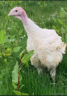 Prodej rozkrmených krůt